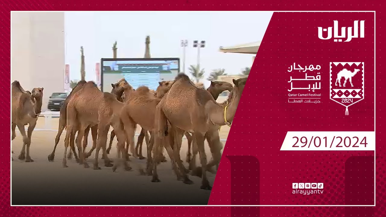 مهرجان قطر للإبل  29-01-2024
