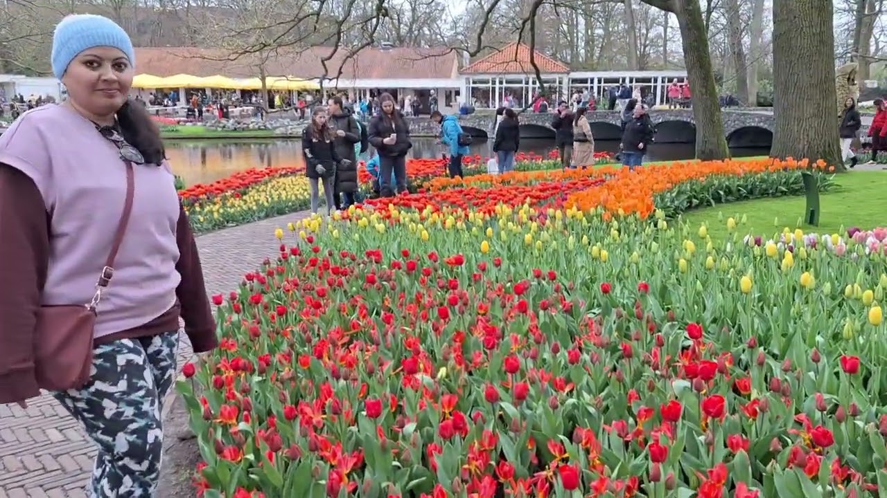 Keukenhof Garden🌷/Tulip Field⚘️/Dutch floriculture sector💐/ Netherlands🇳🇱