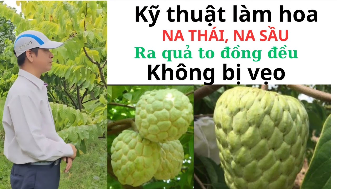 Kỹ thuật làm hoa NA THÁI,.NA SẦU( Mãng cầu) cho ra quả to đồng đều không vẹo