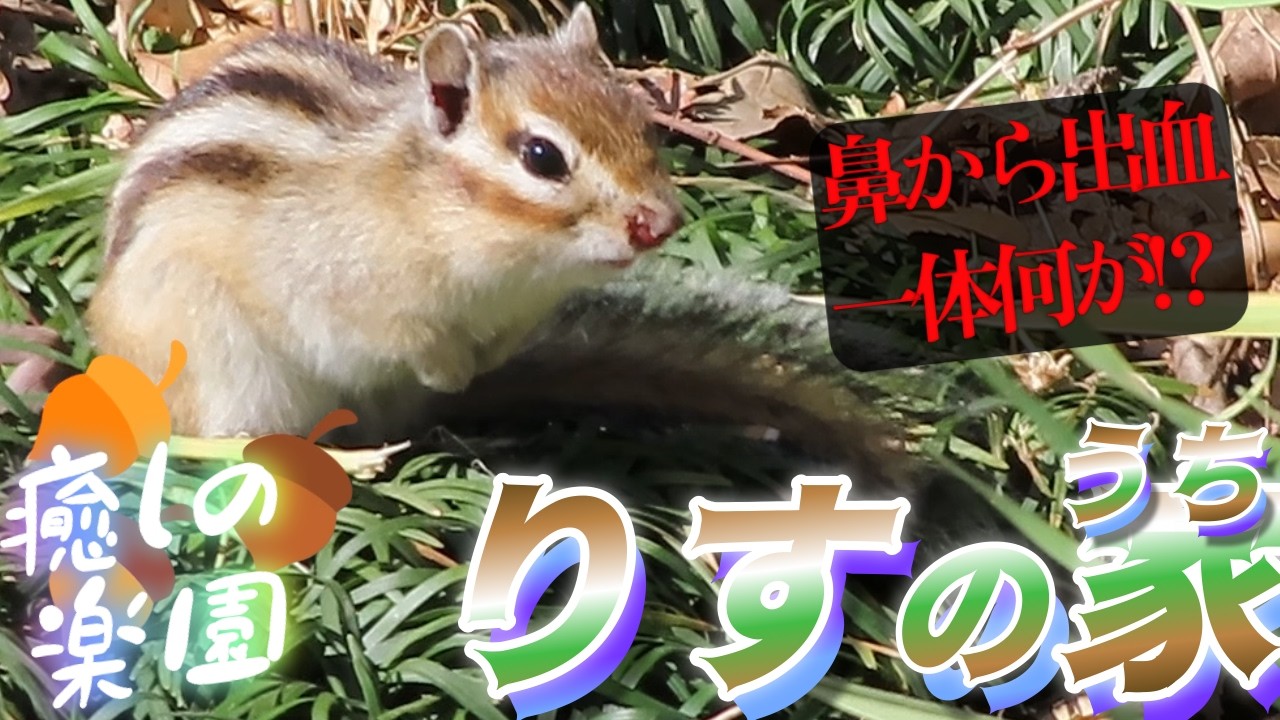 🐿️【出血！】赤く染まったお鼻…痛みを抱えながらも懸命に過ごすシマリスさん。