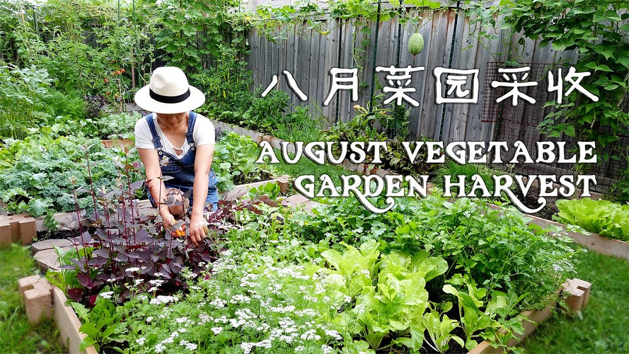 八月菜园采收  AUGUST VEGETABLE GARDEN HARVEST