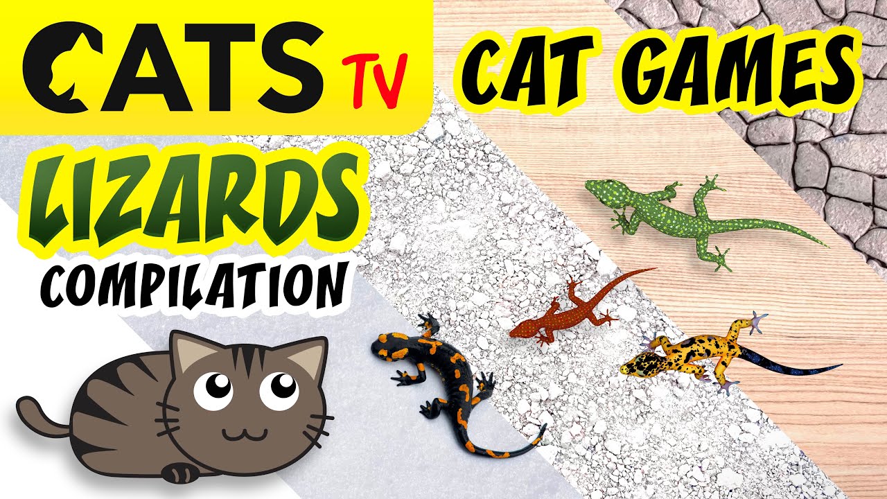 CAT TV 📺🐱 Realistic Lizards Compilation 🦎 Game for cats 😻🔊