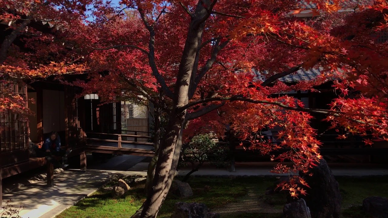 建仁寺（けんにんじ） 庭園（潮音庭）の紅葉 2017年12月3日 秋【京都の紅葉】