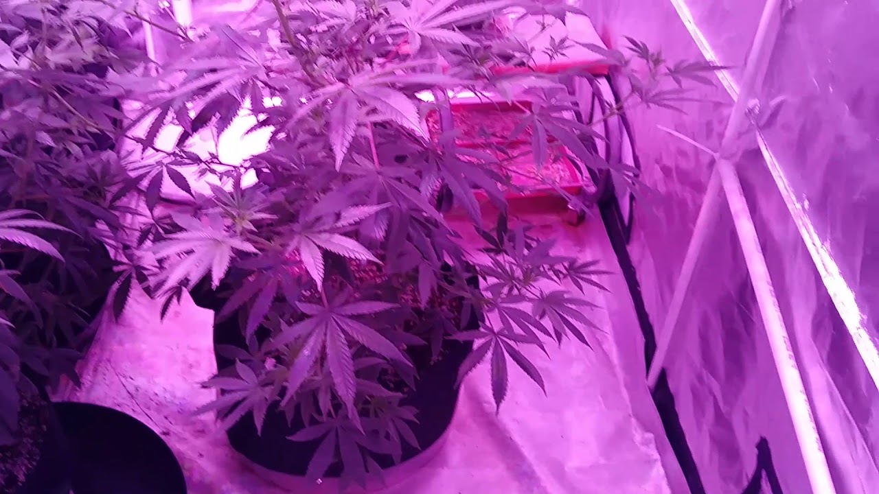 Nukeheads strain update