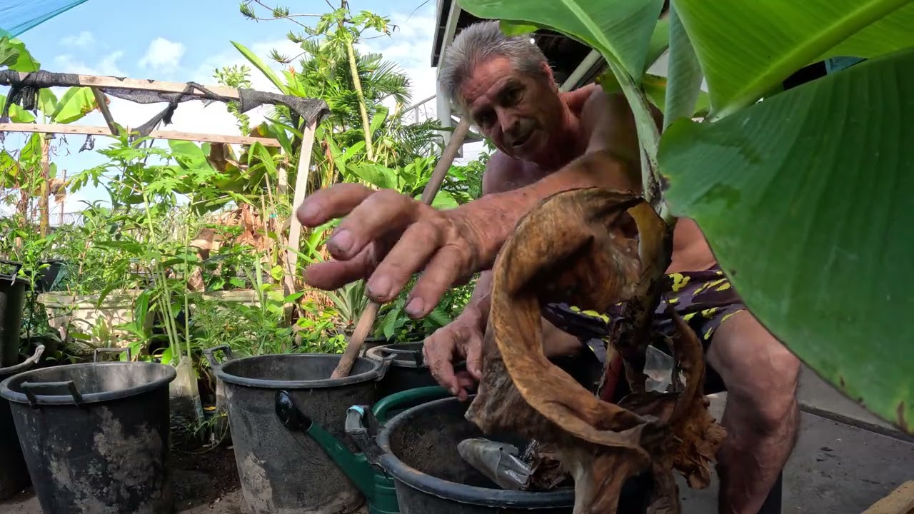 Another Triple arm banana plant getting into a pupping pot with Major fertilization amendments!