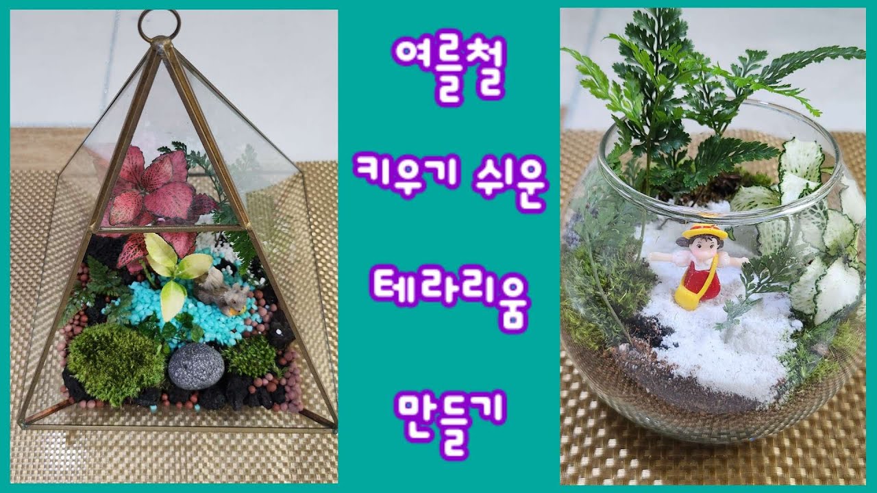 여름철 키우기 쉬운 테라리움 만들기#집안에서 숲을 느껴 보세요!!