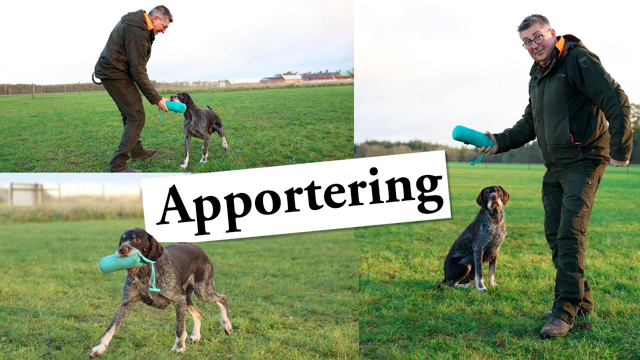 Hundskolan Apportering -Så lär du ut den från grunden