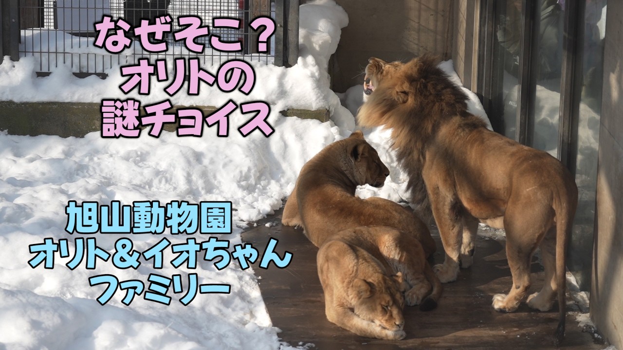 旭山動物園　なぜそこ？オリトの謎チョイス　いい加減にしないと怒られますよ⁉　Orito & Io family　Lion family　Asahiyamazoo
