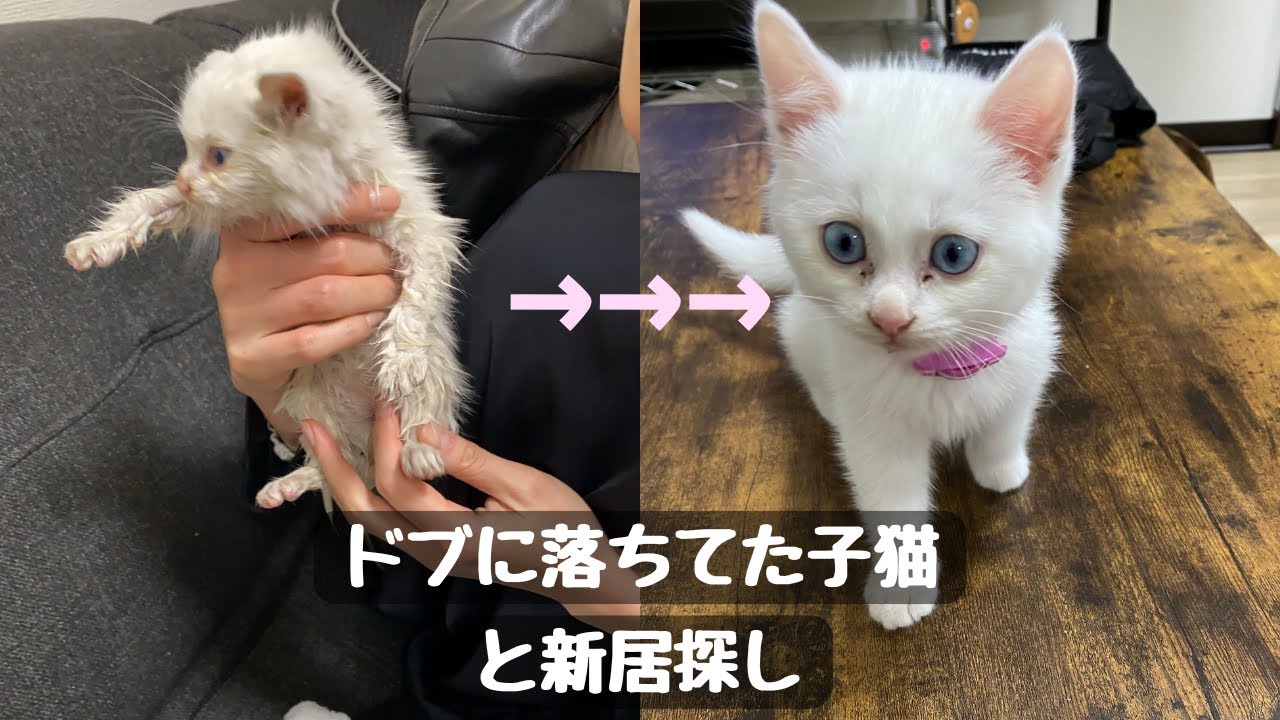 大忙し！子猫と荷造り【白猫と新居探し】