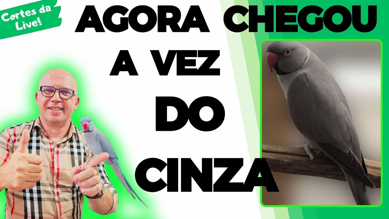 VAI TER FUTURO RING CLEAR TAIL COM BUTTERCUP?