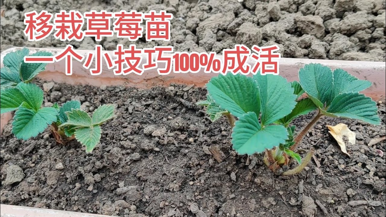 新买的草莓苗，一个移栽小技巧100%成活