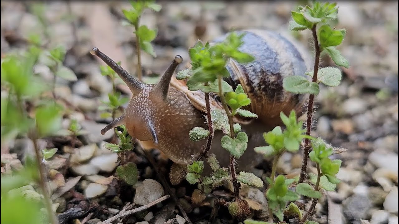 Slimy garden beast rolling eyes out #snail #gardensnail #slimy #gardenpests #strange #weird #pests