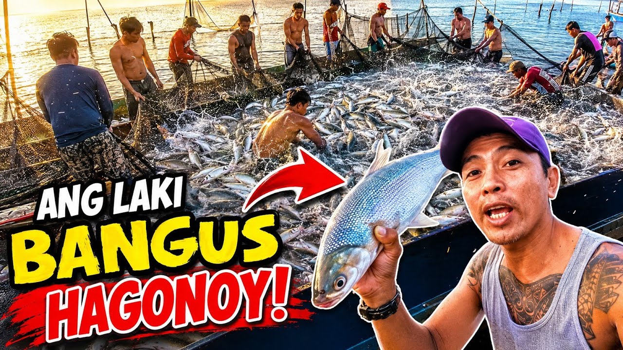BANGUS HAGONOY GAANO KALAKI