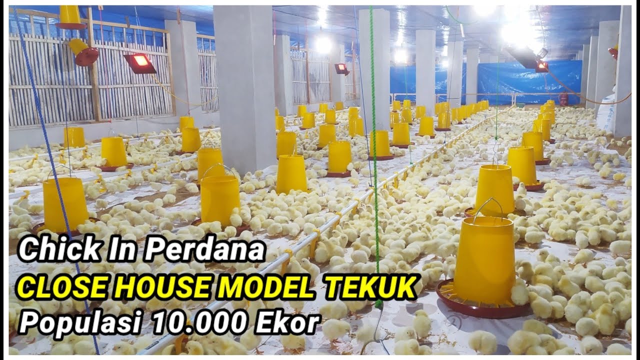 Ahirnya Chick in perdana kandang close house letter u populasi 10.000 ekor