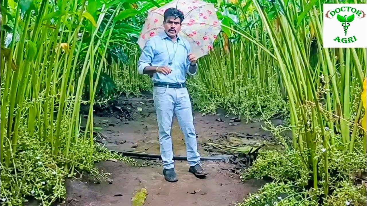 DOCTOR AGRI - How to escape the plant from ROTTING on Heavy Rainy days!