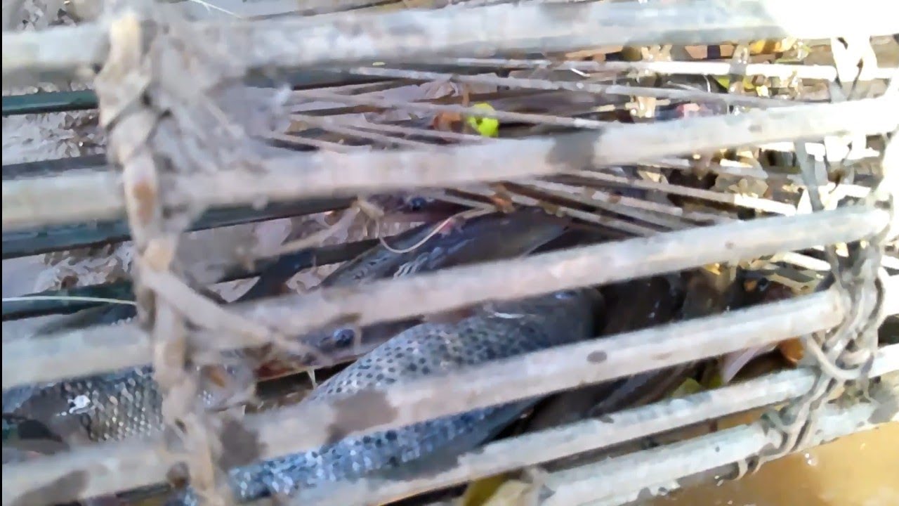 Bubu Lukah.Sudah beberapa bulan tidak hujan, lokasi bubu kekeringan banyak ikan yang terperangkap. 