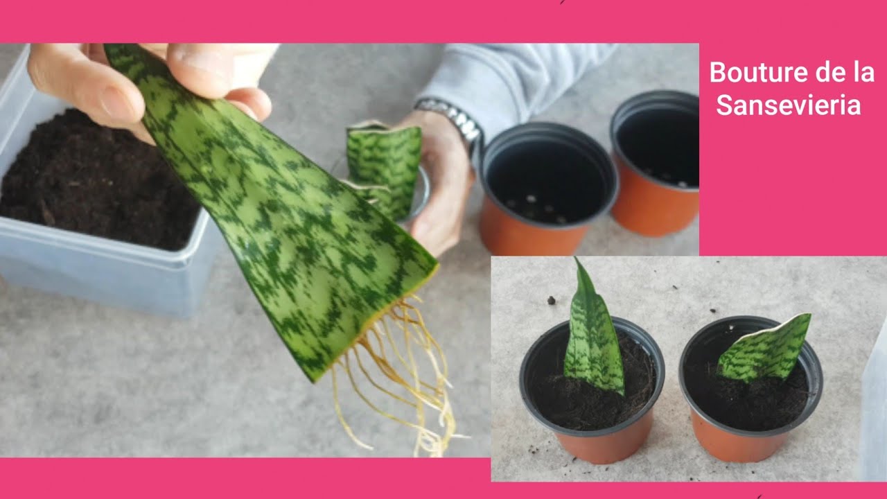 Boutures et Entretien de la Sansevieria