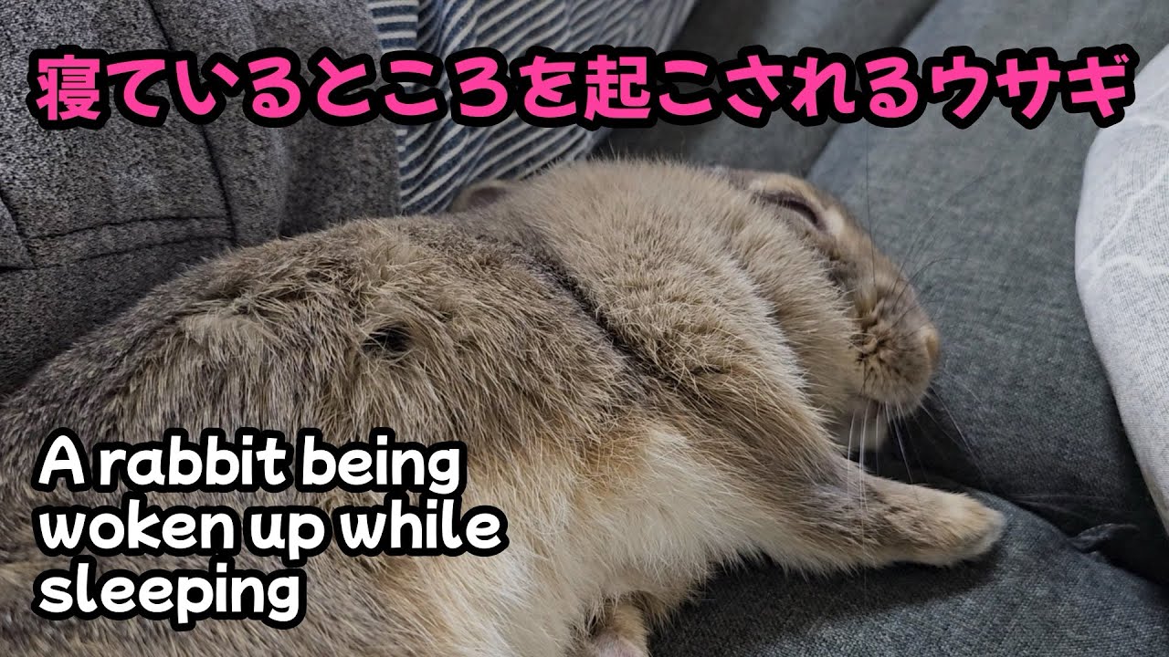寝ているところを起こされるウサギ【1143】365日うさぎ