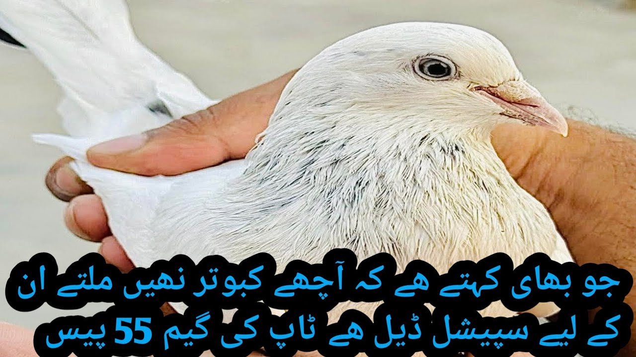 Champion Pigeon 55 Adad Mory Lgi Hoi Ha 03071639639 SariAlamgir Jhelum @ibraheempigeonspoint 