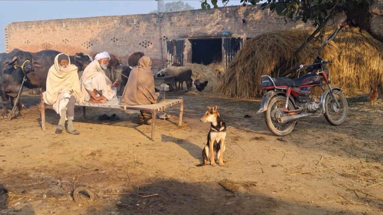 Beautiful village life in winter season Punjab Pakistan||Unseen Village Life 