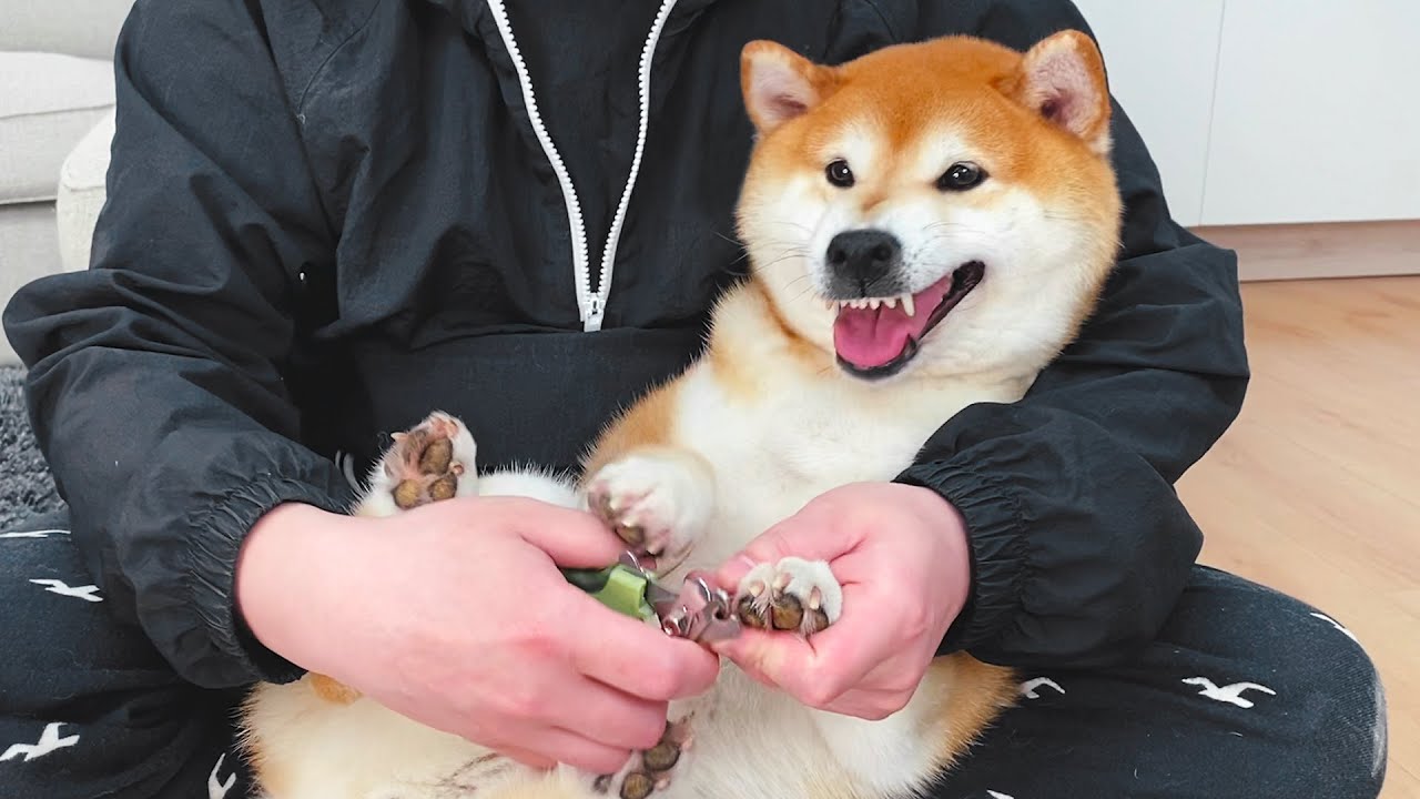 主人給柴犬剪指甲，狗狗氣得呲牙咧嘴，還罵罵咧咧
