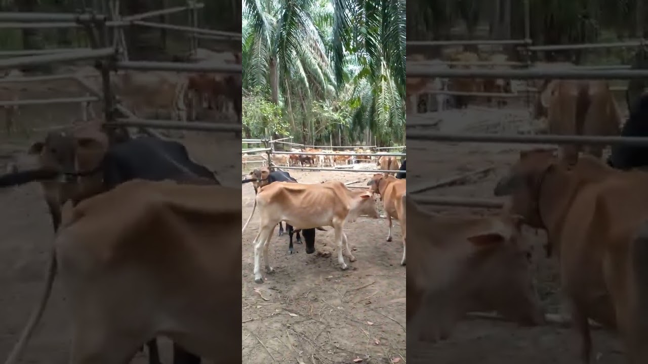 POV:150226 27syab1447H suasana dikandang pagi tadi 