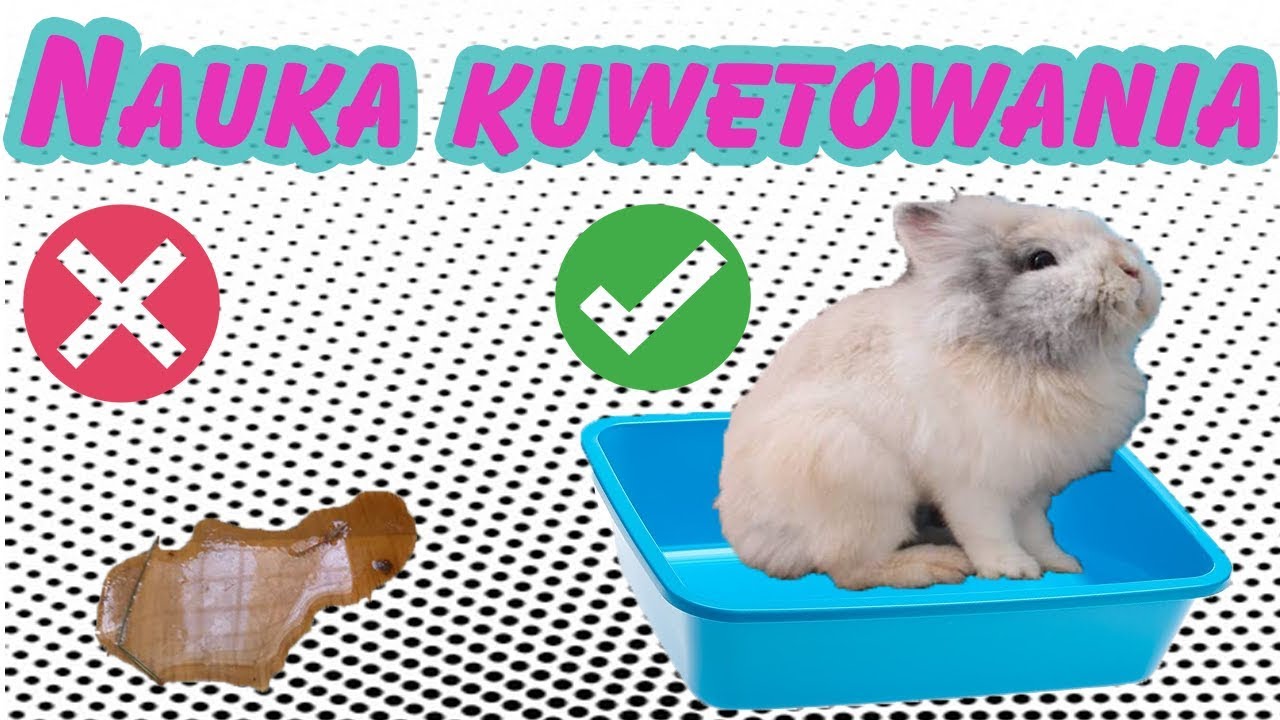 Jak nauczyć królika załatwiania się do kuwety?