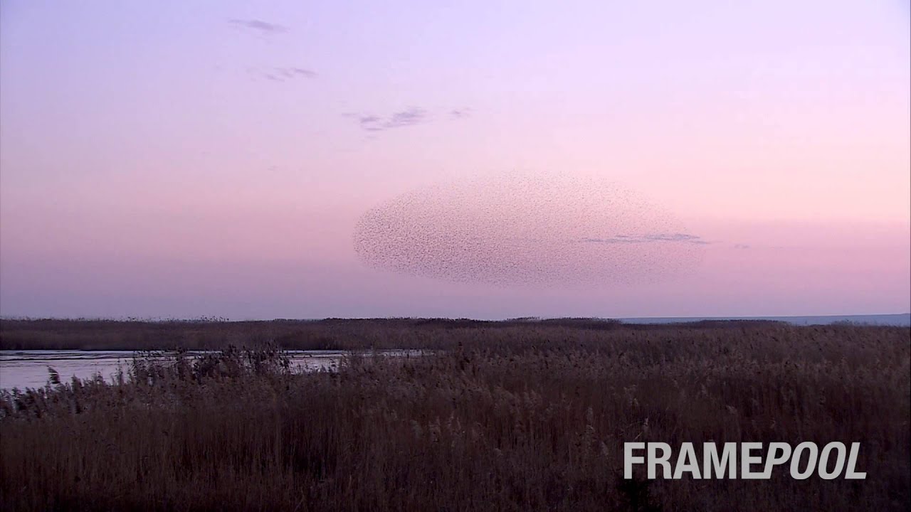 When Birds are dancing in the Sky: Flocking over Danube Delta | Framepool