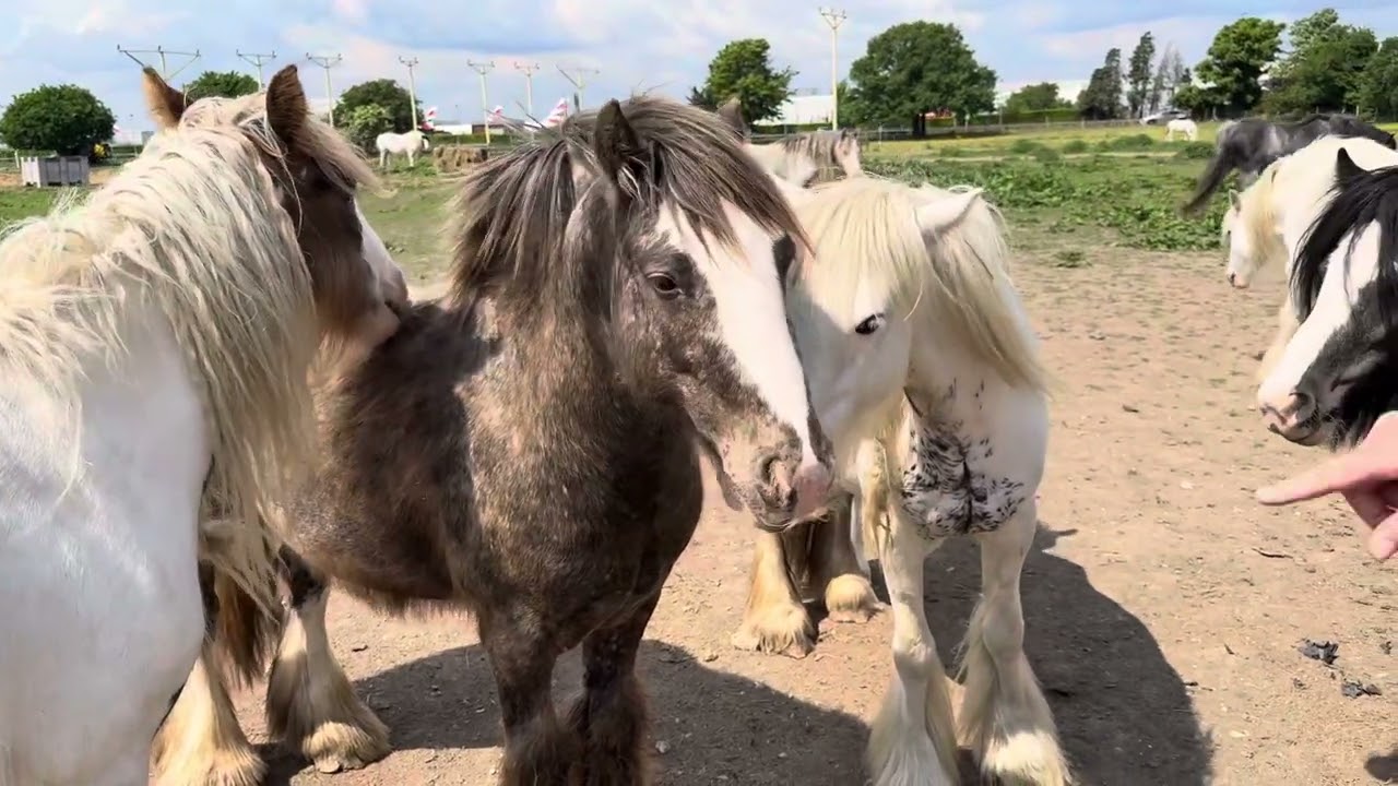 Checking in on the horses at the Paddock 🐴