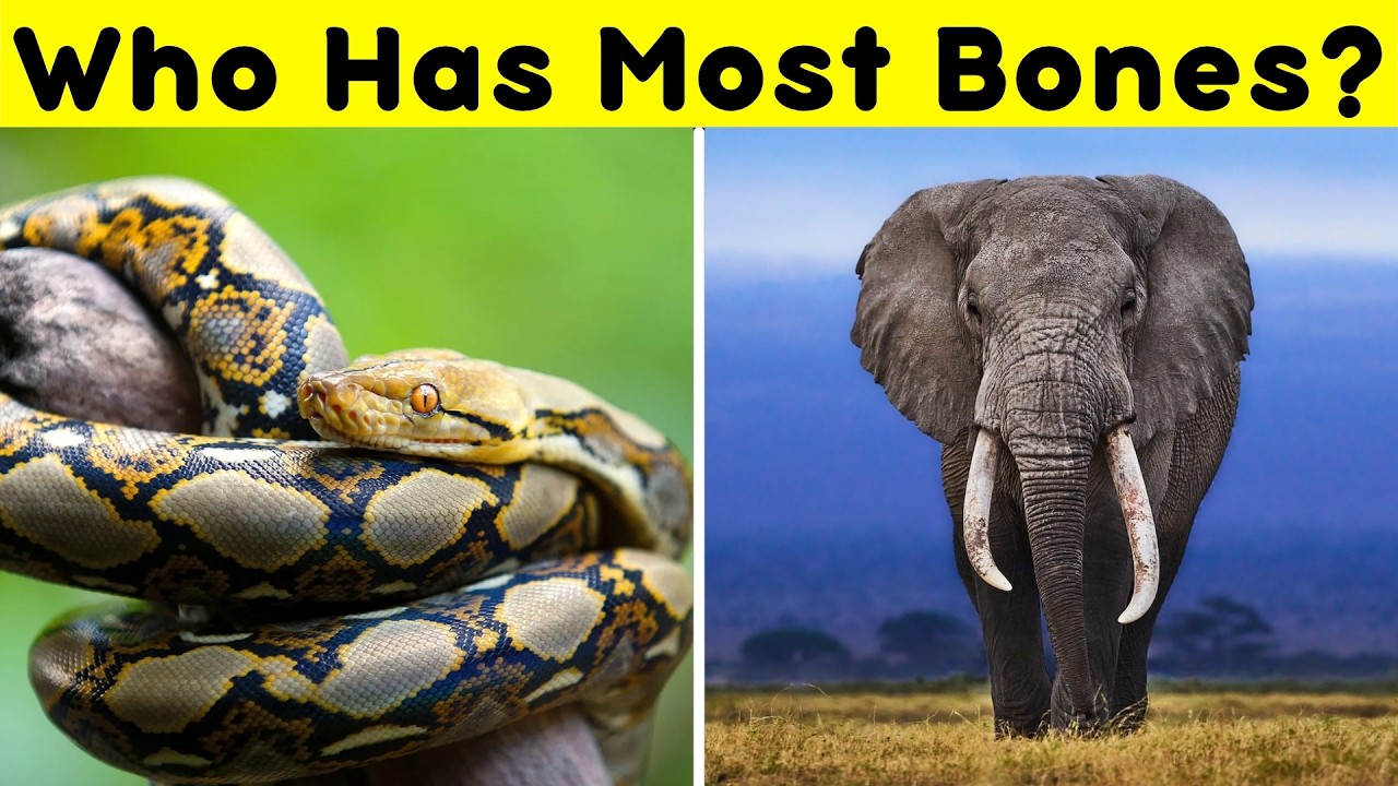 Animals With Most Bones