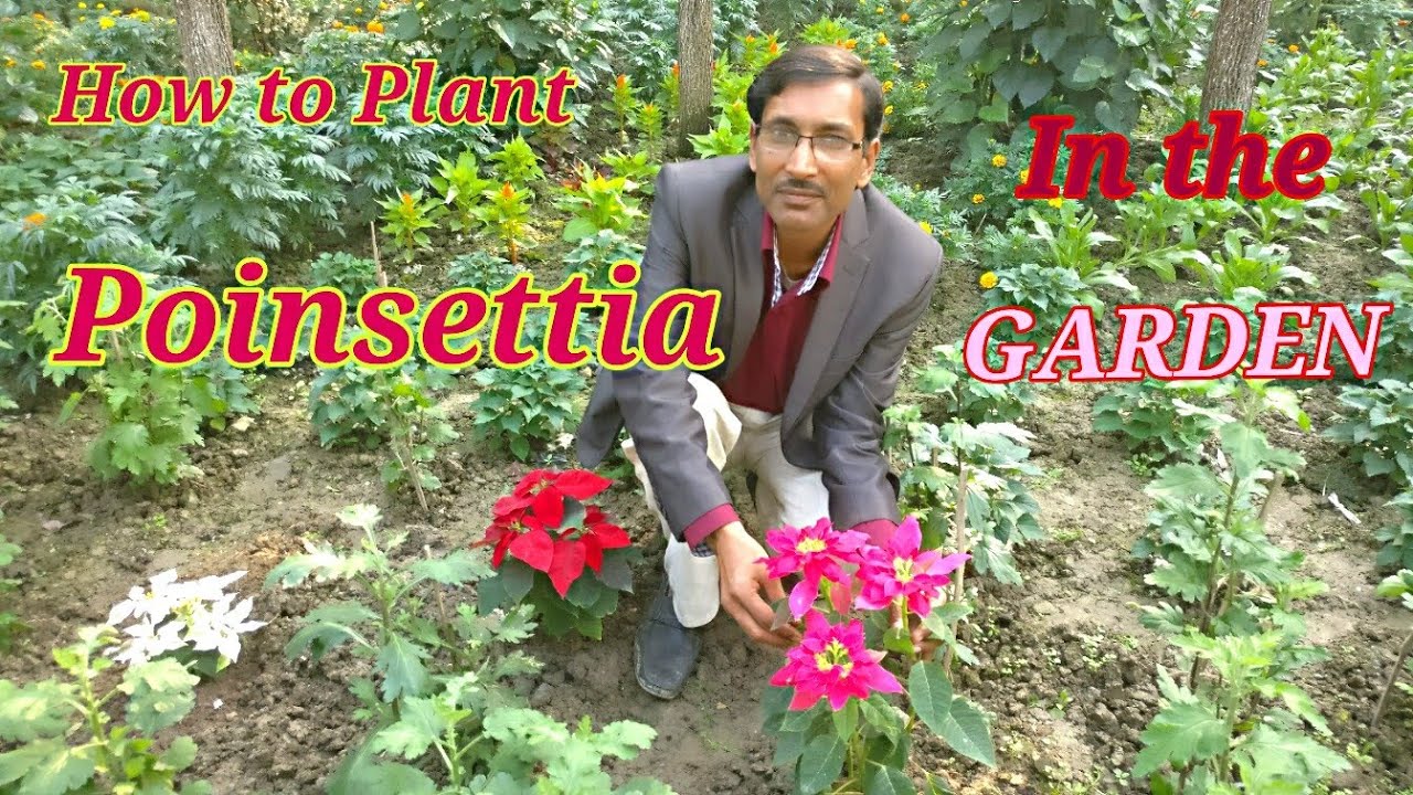 How to Plant Poinsettia in Your Garden// Growing and Caring Tips for Poinsettia.
