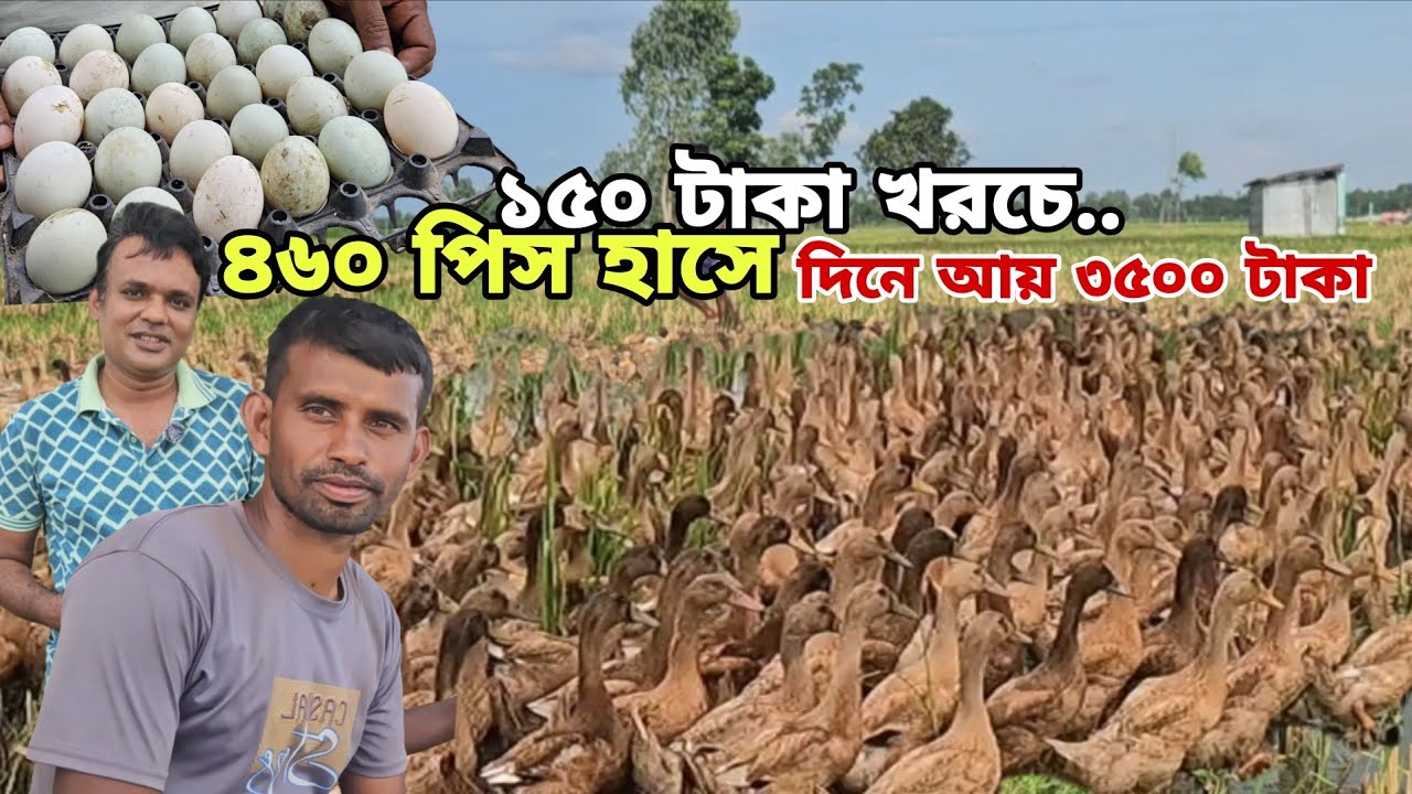 ৪৬০ পিস হাসেই ভাগ্যের চাকা ঘুরিয়েছেন ফরমান ভাই | Duck Farming | খাবার ব্যবস্থাপনা ও পালন পদ্ধতি