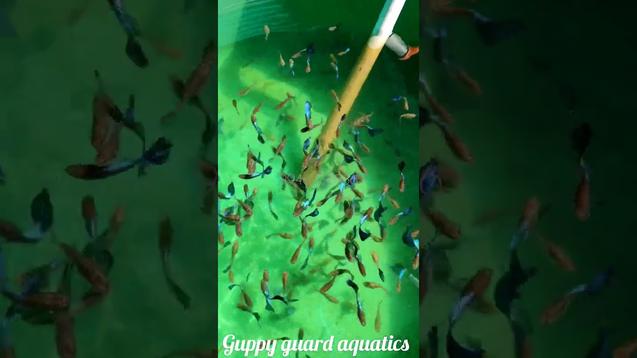 Follow: guppy_guard_aquatics #guppyfish #guppy #farmlife #farm #farming #breeder #r&eacute;el #petlovers