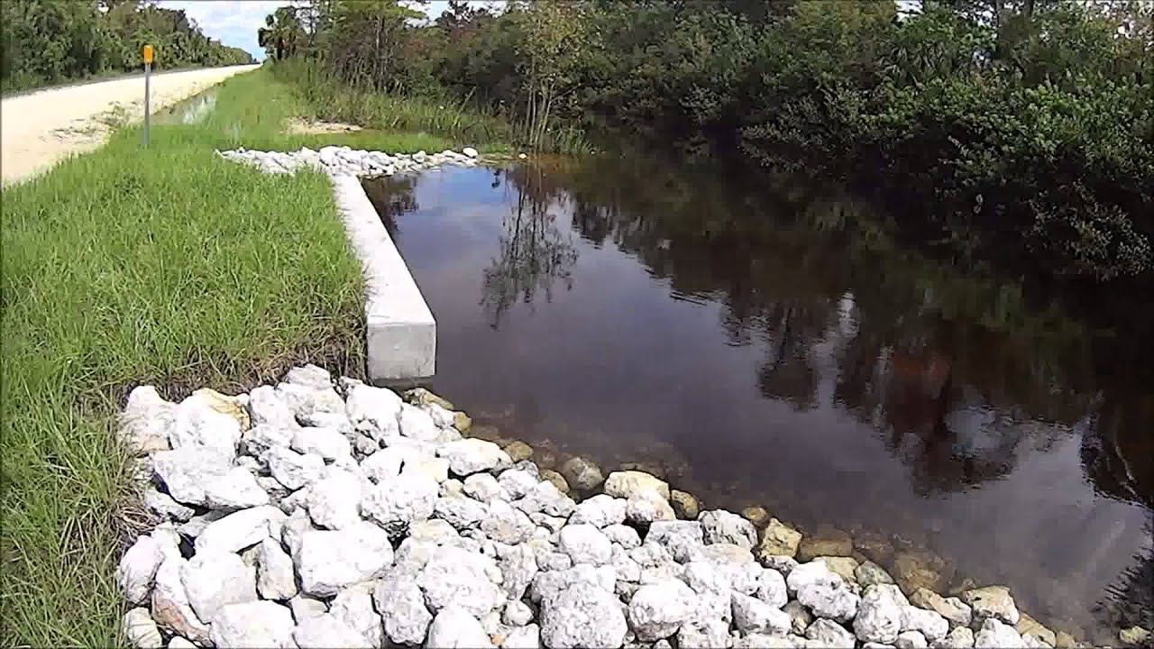 Turner River Road Alligator