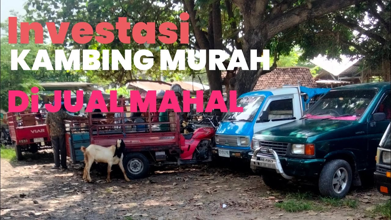 Investasi harga kambing murah dijual waktu mahal