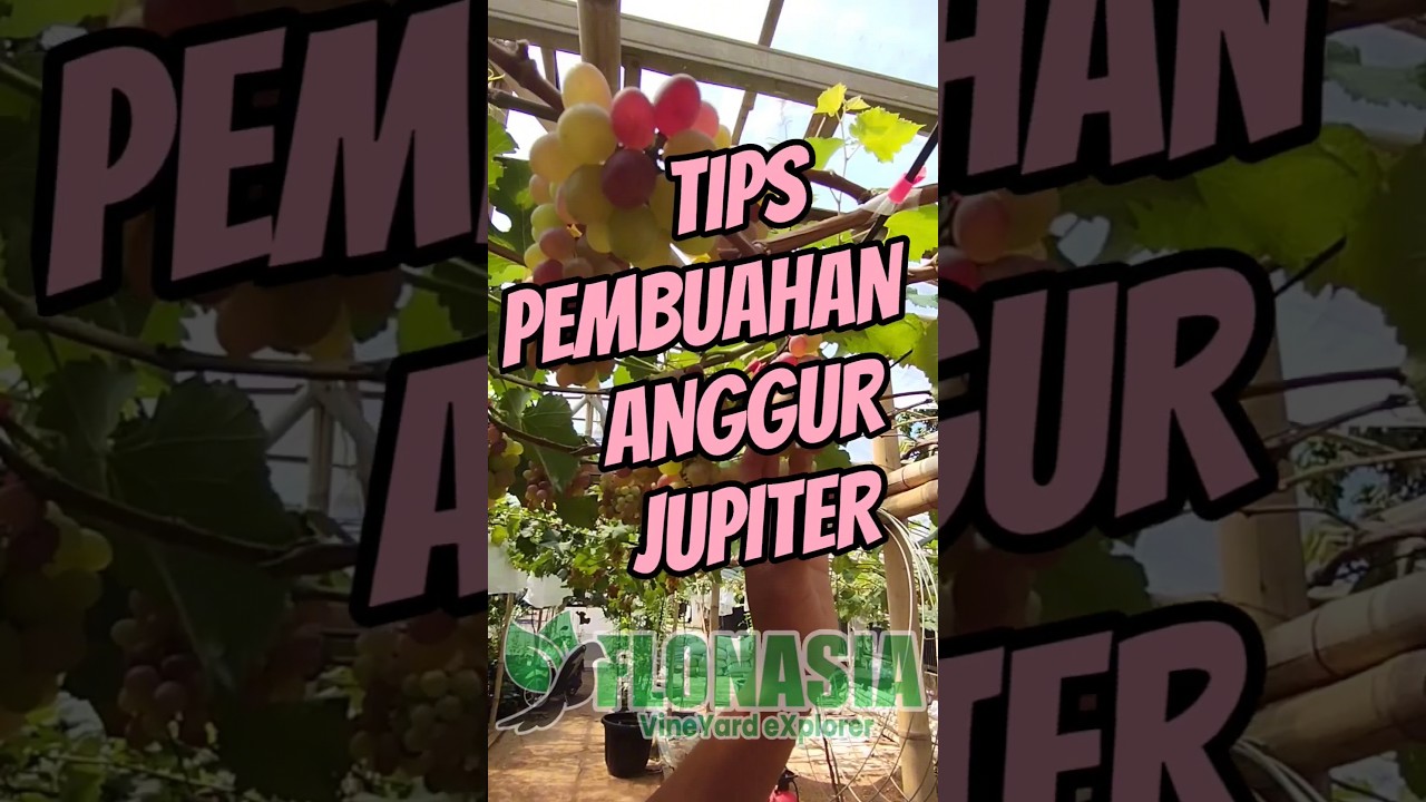 Anggur Jupiter Berbuah Lebat. +62 812-9805-1035 Green Grafting Grape. #anggurisme #grapeaddict
