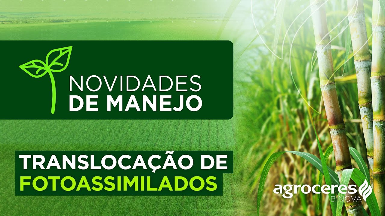 O que é a Translocação de Fotoassimilados - Novidades de Manejo