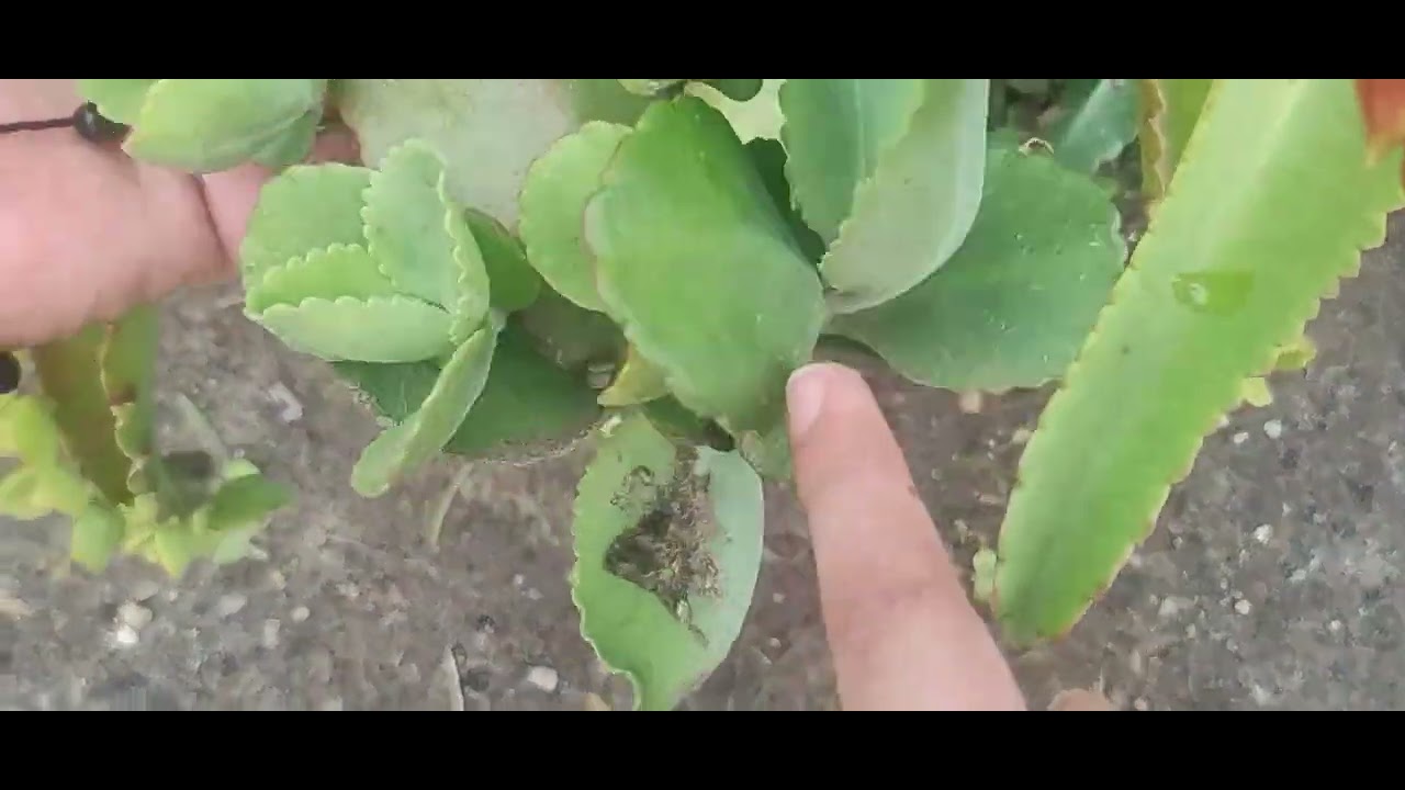 Documental Nariño -colon