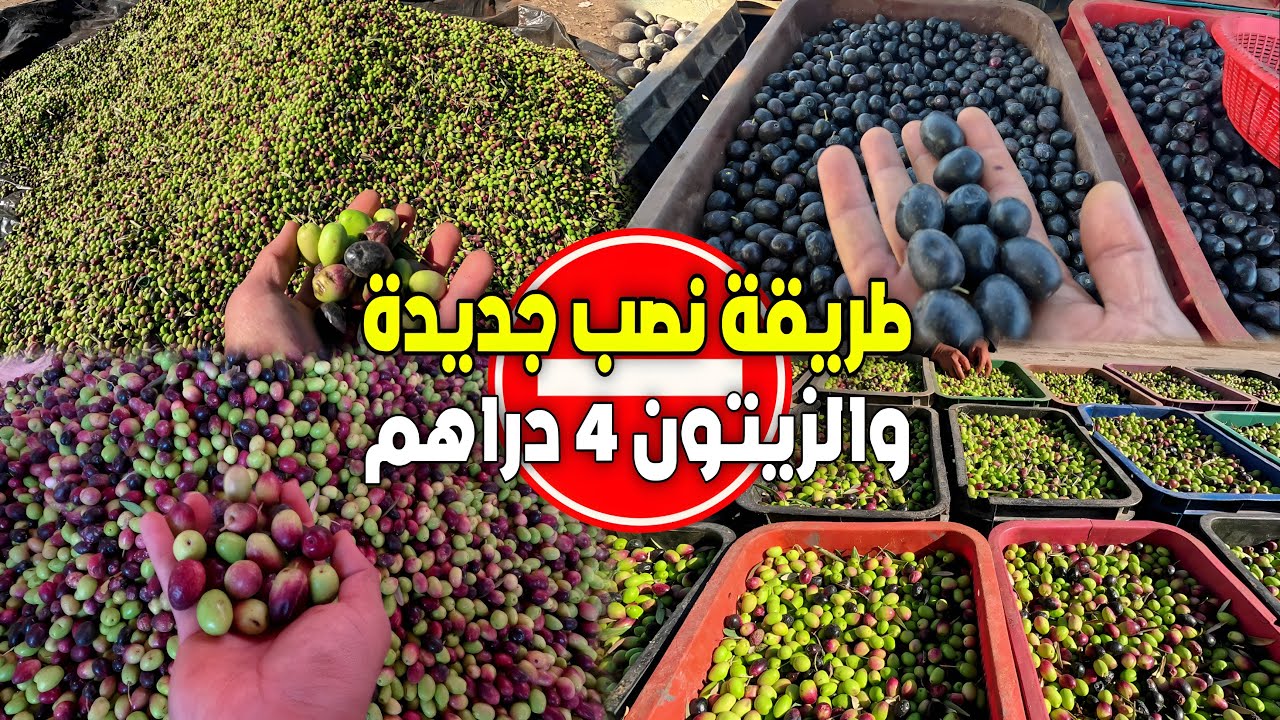 صــااادم! طريقة نصــب جديدة والزيتون وصل لـ 4.5 دراهم فقط بسوق الزيتون زايو إقليم الناضور 28_11_2025