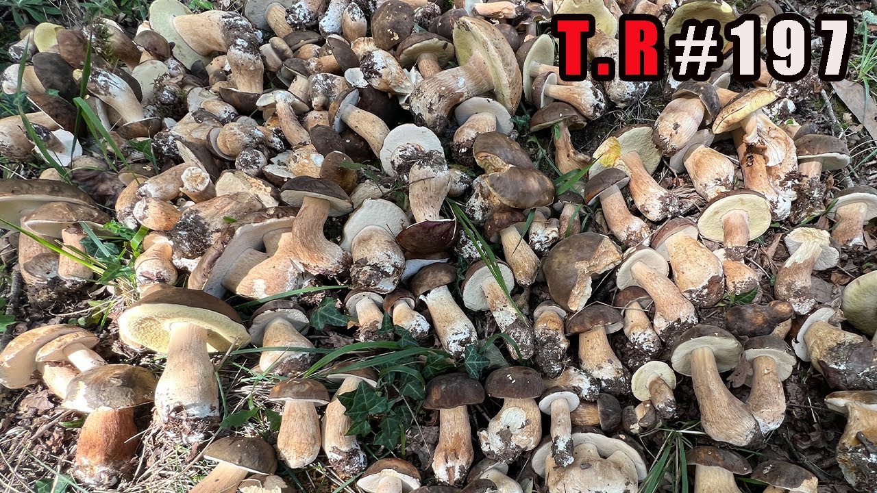 ⚠️LA GRAN BROTADA DE BOLETUS AEREUS 👉(NUNCA VI NADA IGUAL)😳