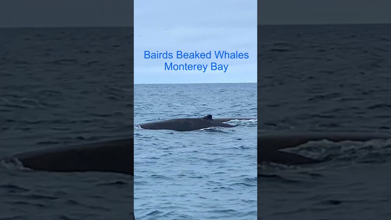 Bairds Beaked Whales in Monterey Bay