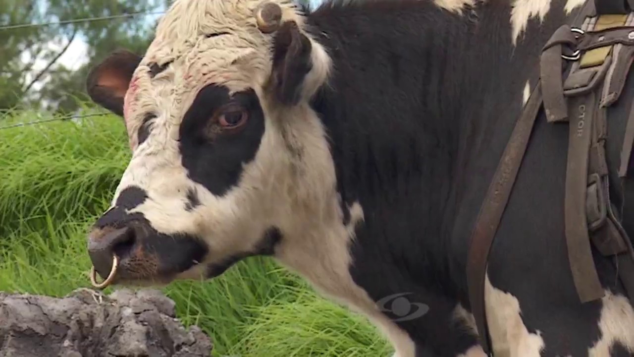 Collar detector de celos para bovinos | La Finca de Hoy
