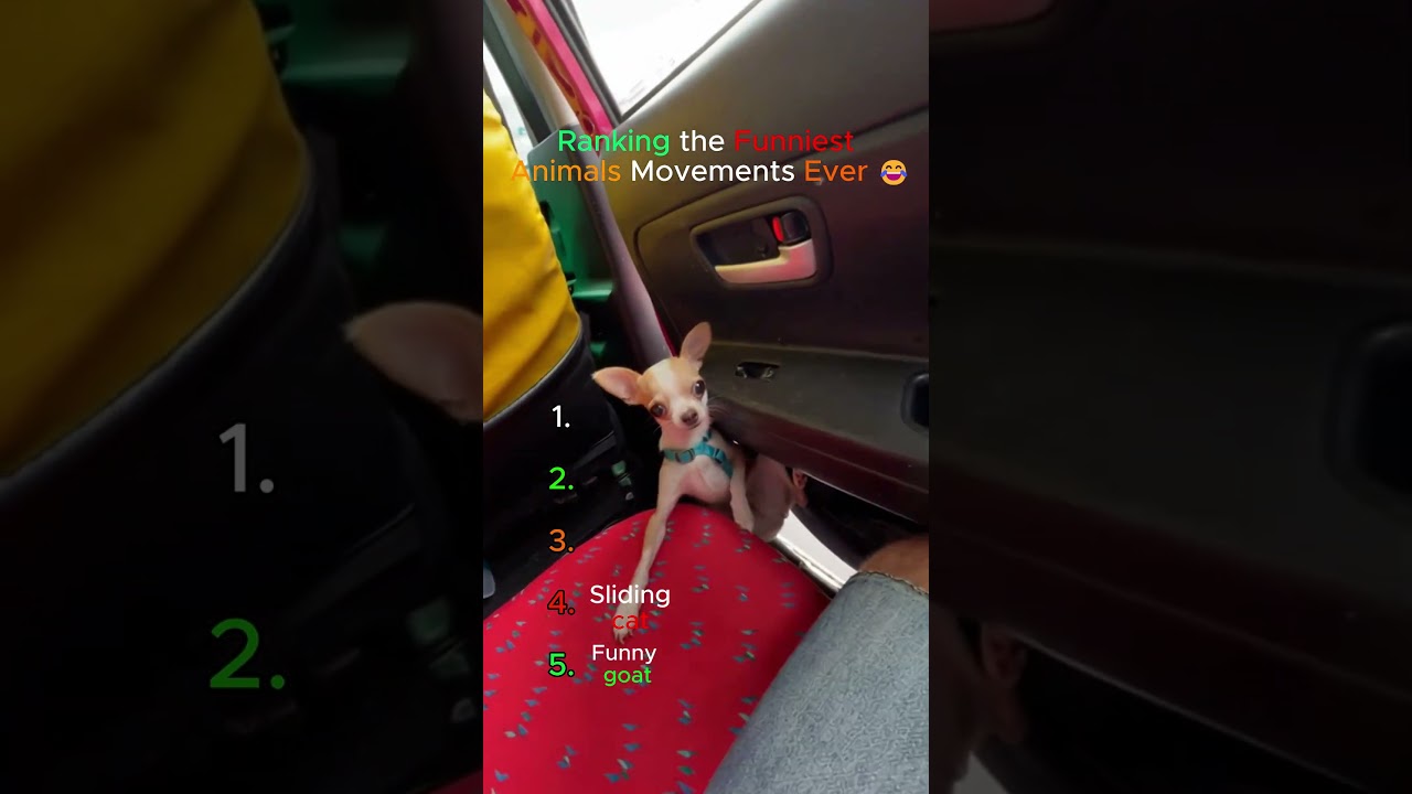 Ranking the Funniest Animal Movements Ever 😂