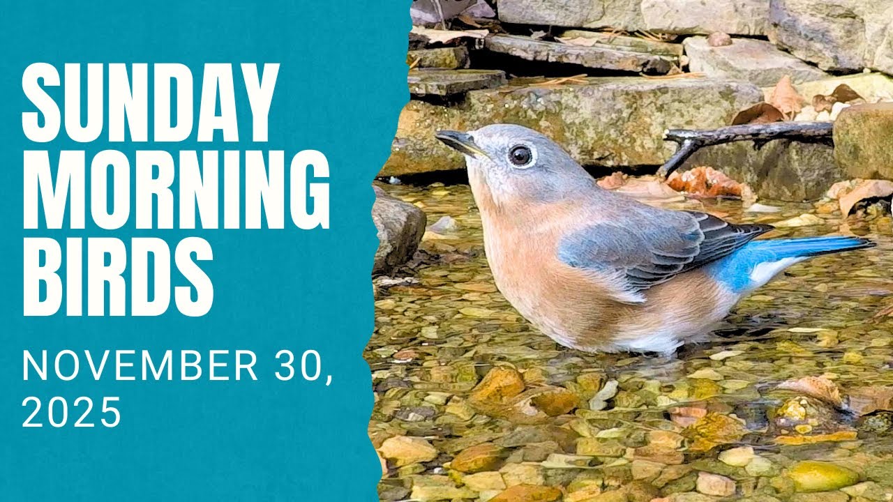 Winter Bluebirds and Sparrows - Cold Weather Birds Return