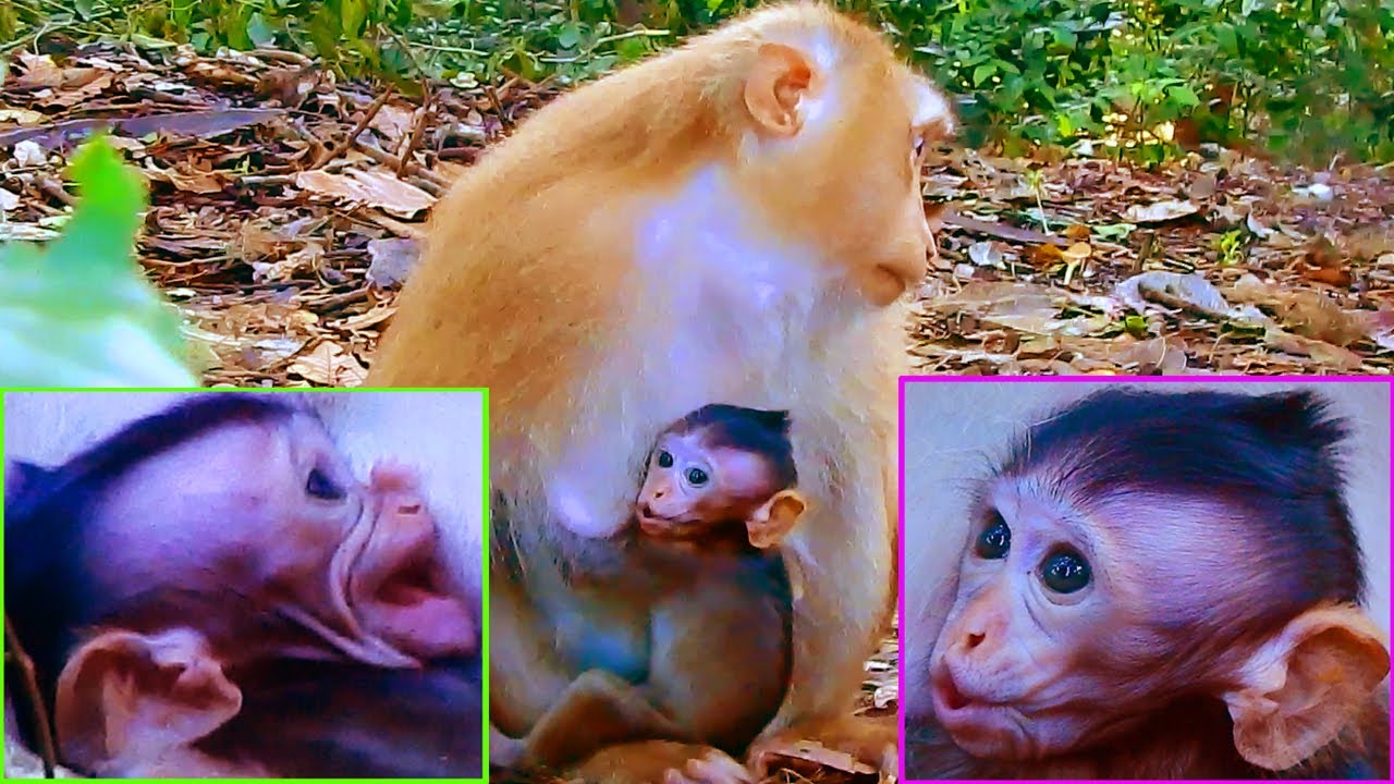 CONGRATS..! ROSE MONKEY HAS A NEW BABY IN HANDS CRYING TO DRINK MILK BUT ROSE HAS NO MILK/KIDNAPPER.