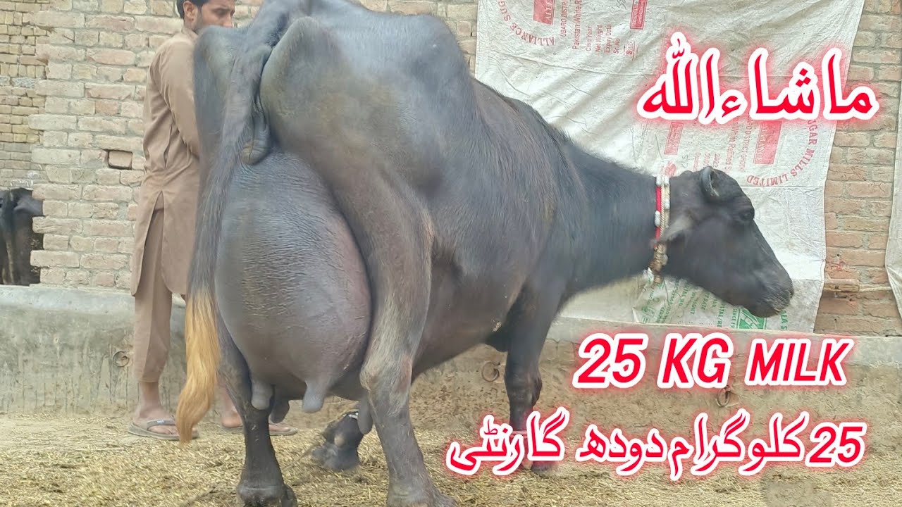Top Milking pure nili Ravi Buffalo's for sale in Punjab Pakistan on YouTube 22 January 2026