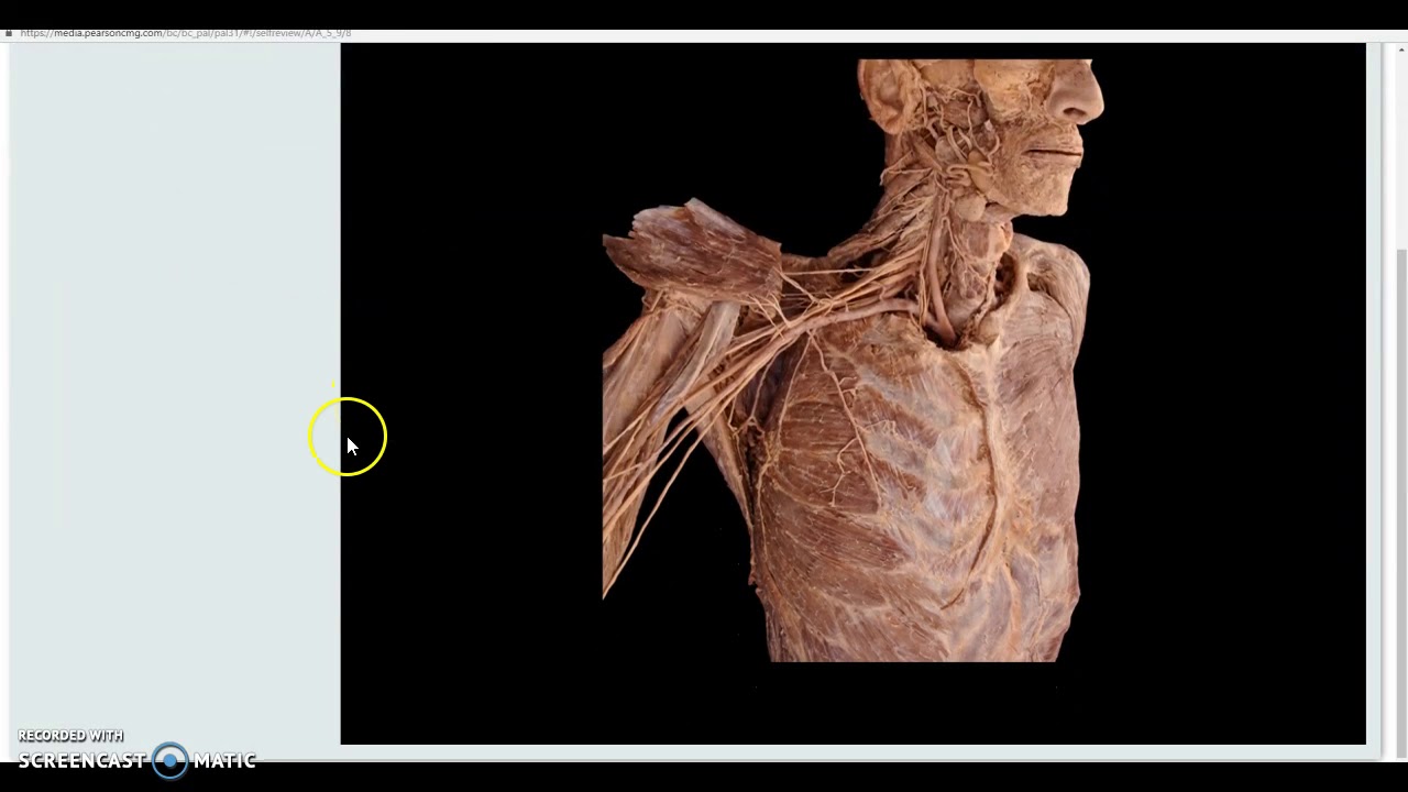 Brachial Plexus Review Diagrams and Cadaver