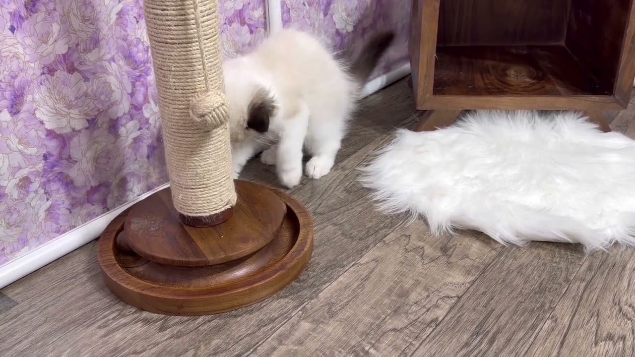 Knox 💙 Seal Bicolor Ragdoll Kitten 