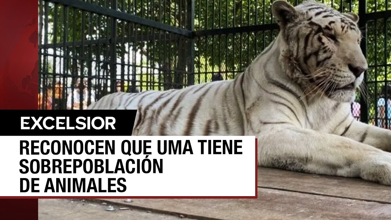 Alcalde de Orizaba ofrece animales del zool&oacute;gico para su adopci&oacute;n