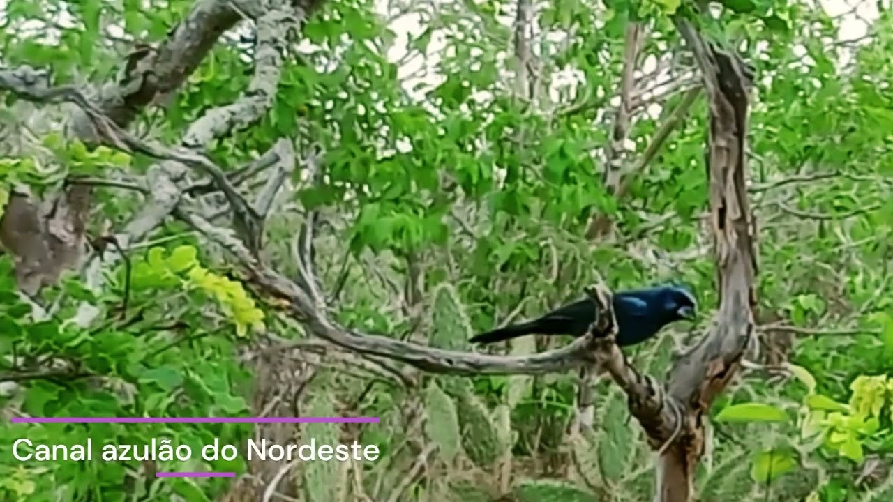 Melhor azulão azul cantando solto na natureza.
